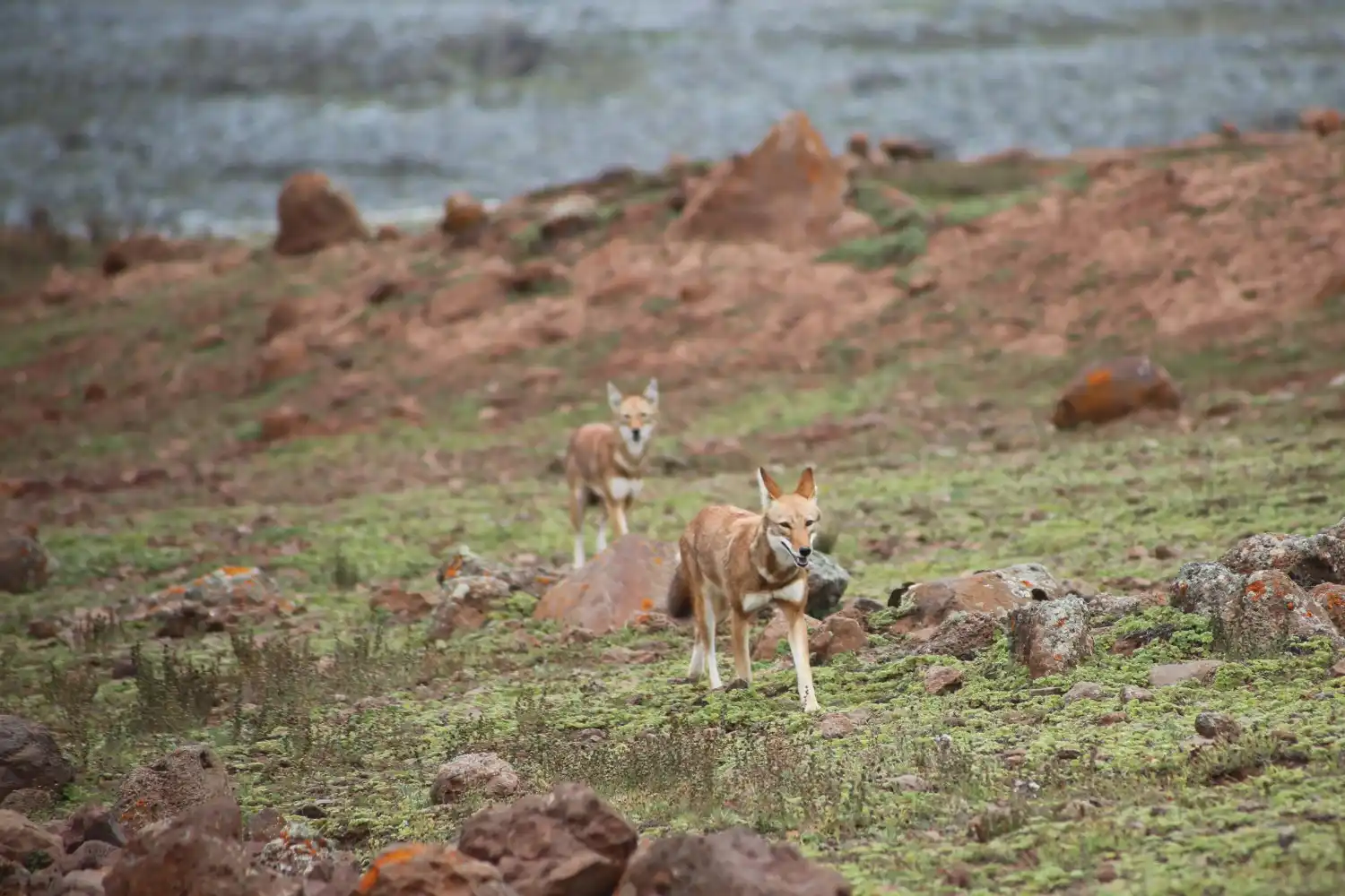 A Wildlife Journey